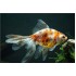 Вуалехвост ситцевый (Carassius auratus) - 4-4.5см