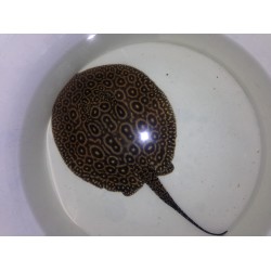 Скат жемчужный самец (Potamotrygon Pearl) - 13-15см 