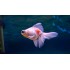 Телескоп красно-белый (Carassius auratus) - 7см