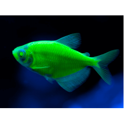 Тернеция глофиш GloFish темно-зеленая (Gymnocorymbus ternetzi) - 2-3см
