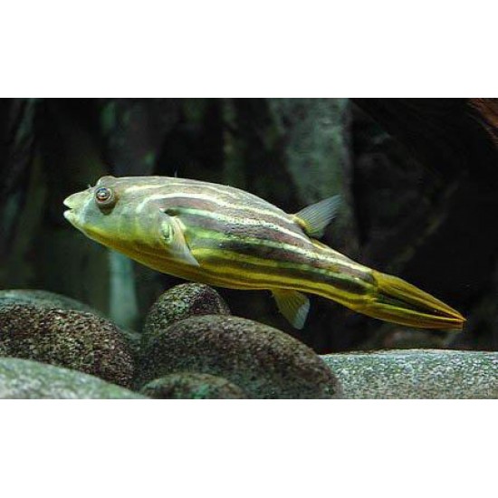 Фото Тетраодон фахака (Tetraodon fahaka) - 4см Смотреть
