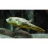 Тетраодон фахака (Tetraodon fahaka) - 4см 