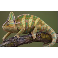 Йеменский хамелеон (Chamaeleo calyptratus) 10-12см