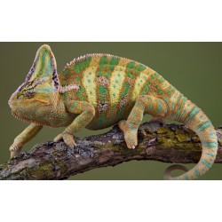 Йеменский хамелеон (Chamaeleo calyptratus) 10-12см