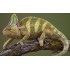 Йеменский хамелеон (Chamaeleo calyptratus) 16-18см