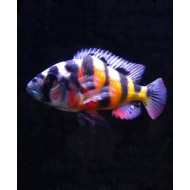 Хаплохромис обликвиденс (Haplochromis obliquidens) - 4см