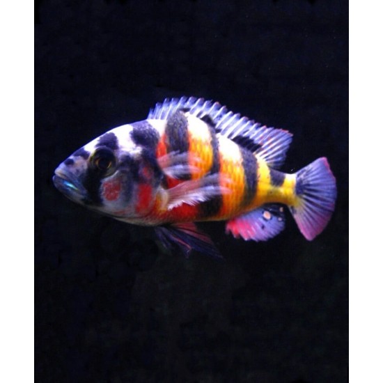 Фото Хаплохромис обликвиденс (Haplochromis obliquidens) - 4см Смотреть