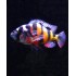 Хаплохромис обликвиденс (Haplochromis obliquidens) - 4см