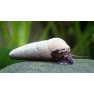 Тиломелания шоколадная (Tylomelania Chocolate Poso Rabbit Snail) - 4-5см