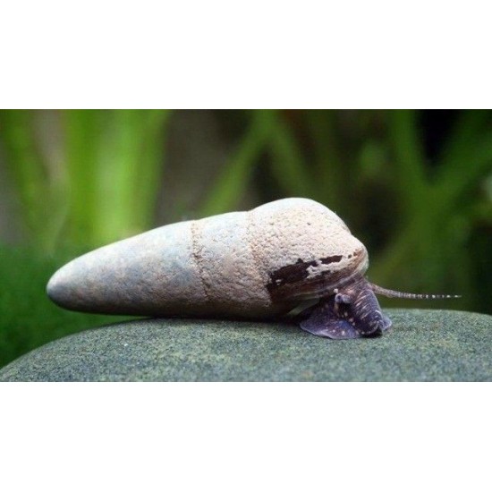 Фото Тиломелания шоколадная (Tylomelania Chocolate Poso Rabbit Snail) - 4-5см Смотреть