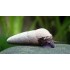 Тиломелания шоколадная (Tylomelania Chocolate Poso Rabbit Snail) - 4-5см